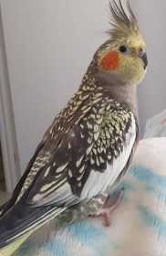 Lost Cockatiel