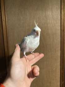 Lost Cockatiel