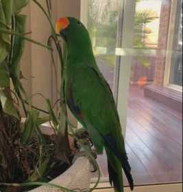 Lost Eclectus