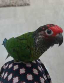 Lost Conure