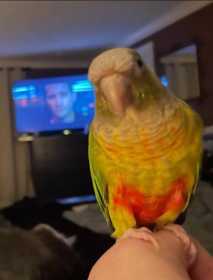 Lost Conure