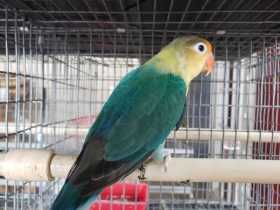 Lost Lovebird
