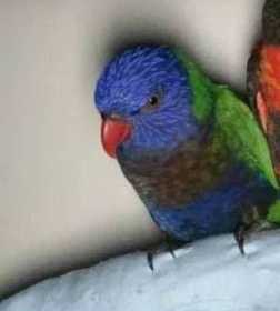 Lost Lory / Lorikeet