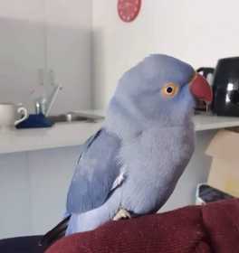 Lost Indian Ringneck Parakeet