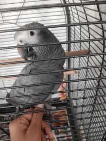 Lost African Grey