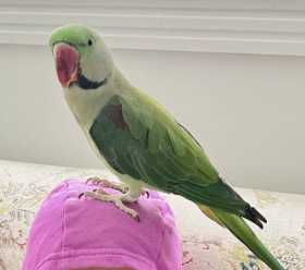 Lost Alexandrine
