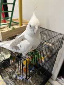 Lost Cockatiel