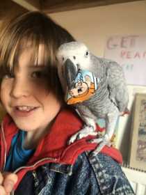 Lost African Grey