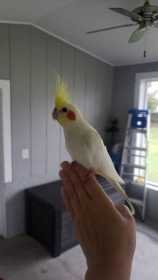 Lost Cockatiel