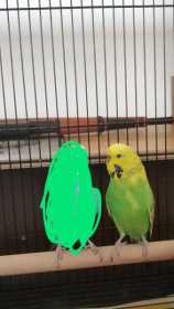 Lost Budgerigar