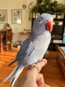 Lost Indian Ringneck Parakeet