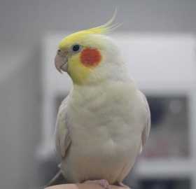 Lost Cockatiel