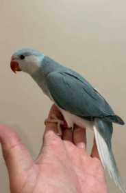 Lost Indian Ringneck Parakeet