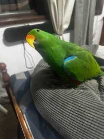 Lost Eclectus