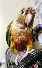 Lost Conure