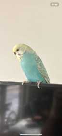 Lost Budgerigar