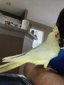 Lost Cockatiel