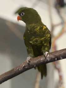 Lost Lory / Lorikeet