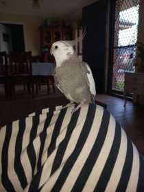 Lost Cockatiel