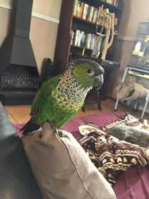 Lost Conure