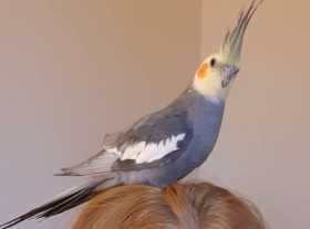 Lost Cockatiel
