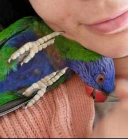 Lost Lory / Lorikeet