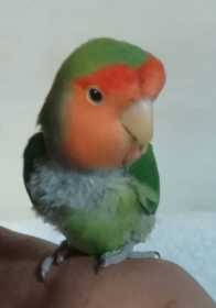 Lost Lovebird