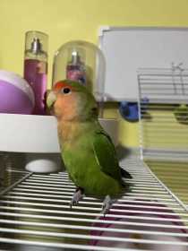 Lost Lovebird