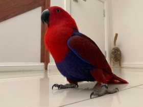 Lost Eclectus