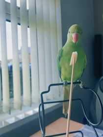 Lost Indian Ringneck Parakeet