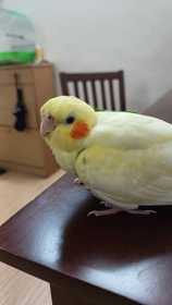 Lost Cockatiel