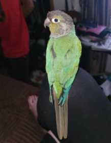 Lost Conure