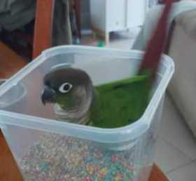 Lost Conure