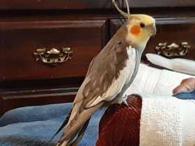 Lost Cockatiel