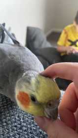 Lost Cockatiel