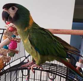 Lost Macaw