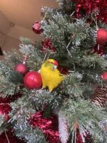 Lost Kakariki