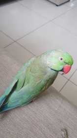 Lost Indian Ringneck Parakeet