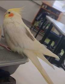 Lost Cockatiel