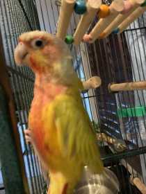 Lost Conure