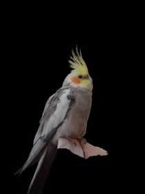Lost Cockatiel