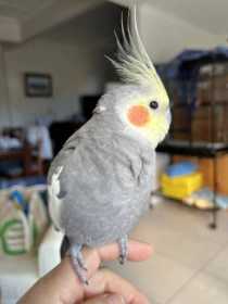 Lost Cockatiel