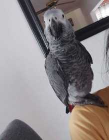 Lost African Grey