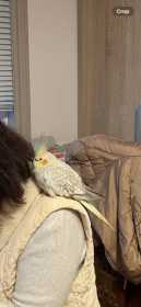 Lost Cockatiel