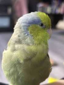 Lost Parrotlet