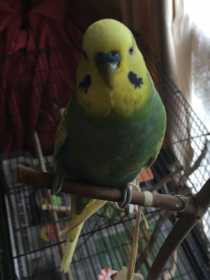 Lost Budgerigar
