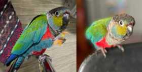 Lost Conure