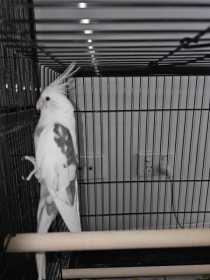 Lost Cockatiel