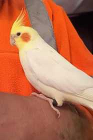 Lost Cockatiel