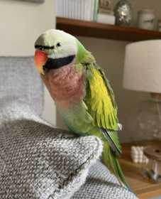 Lost Mustached / Moustached Parakeet